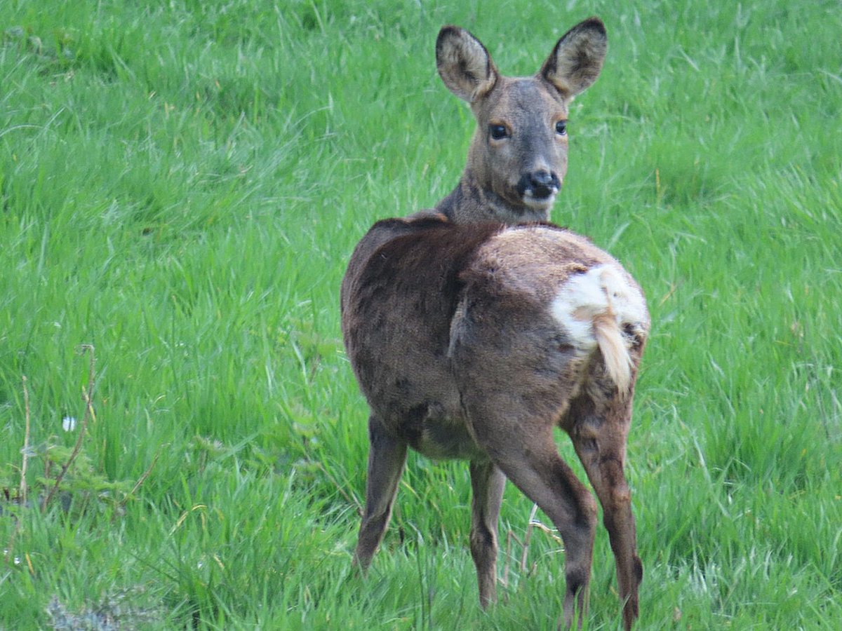 British Deer Society (BDS) tweet media