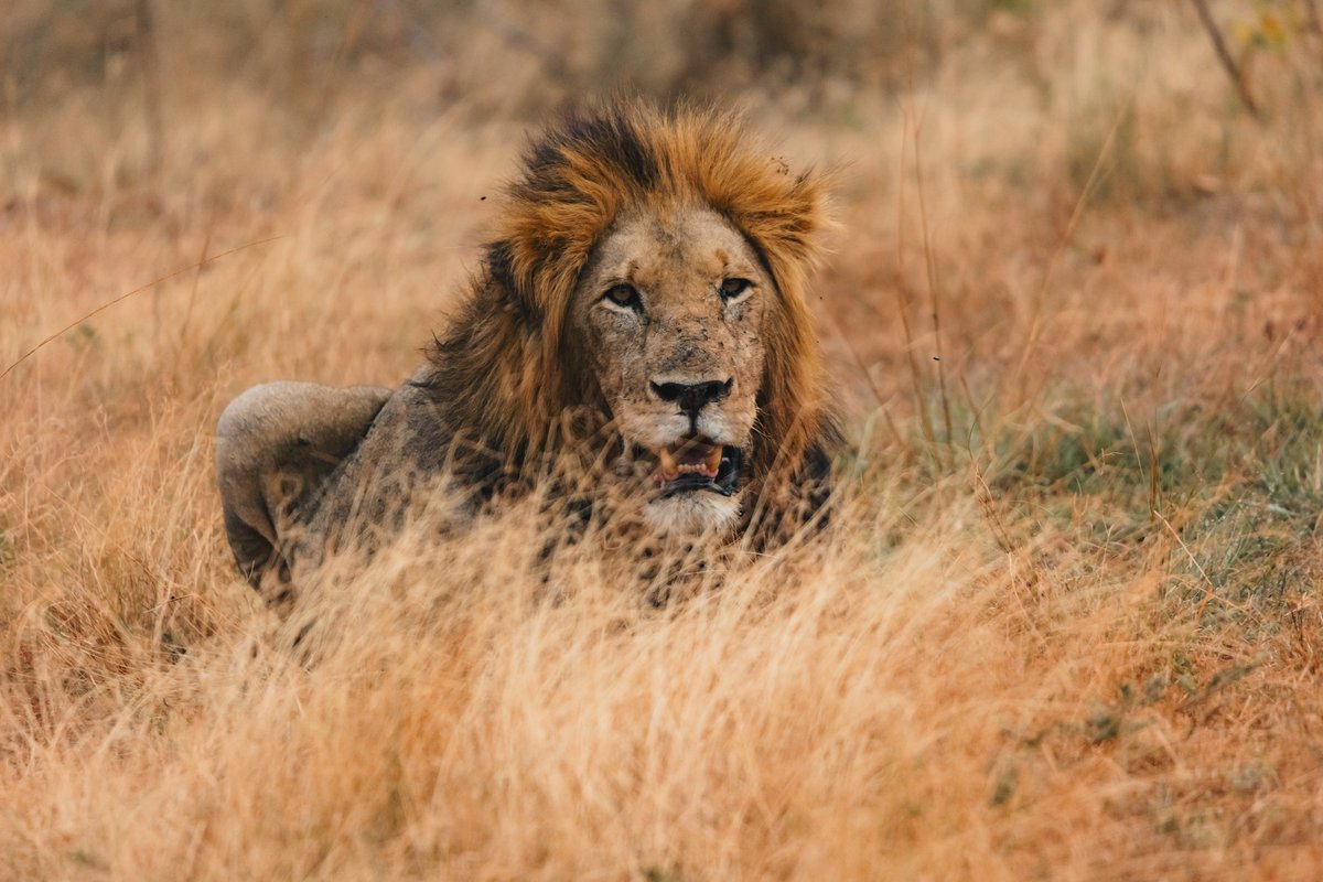 visitrwanda_now's tweet image. Here for the #FIFASeries2026? 

Make the most of your time in Rwanda with unforgettable experiences, from wildlife encounters to serene stays in nature.

Discover travel offers tailored for your visit: visitrwanda.com/travel-offers-…

#VisitRwanda