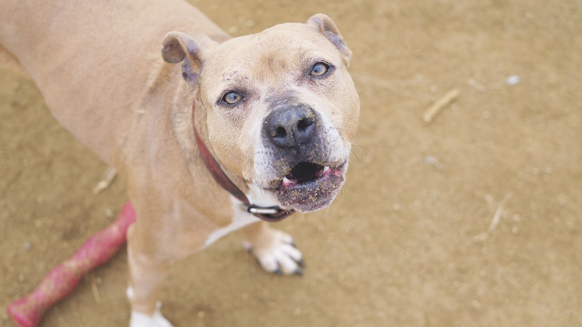 protemataro tweet media