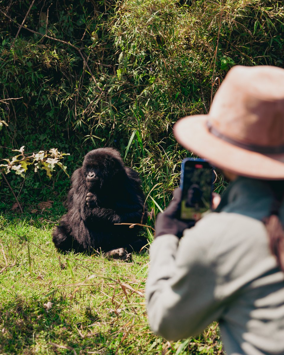 visitrwanda_now's tweet image. Here for the #FIFASeries2026? 

Make the most of your time in Rwanda with unforgettable experiences, from wildlife encounters to serene stays in nature.

Discover travel offers tailored for your visit: visitrwanda.com/travel-offers-…

#VisitRwanda