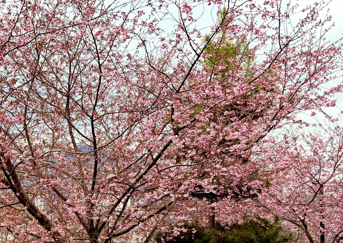 あおい tweet media