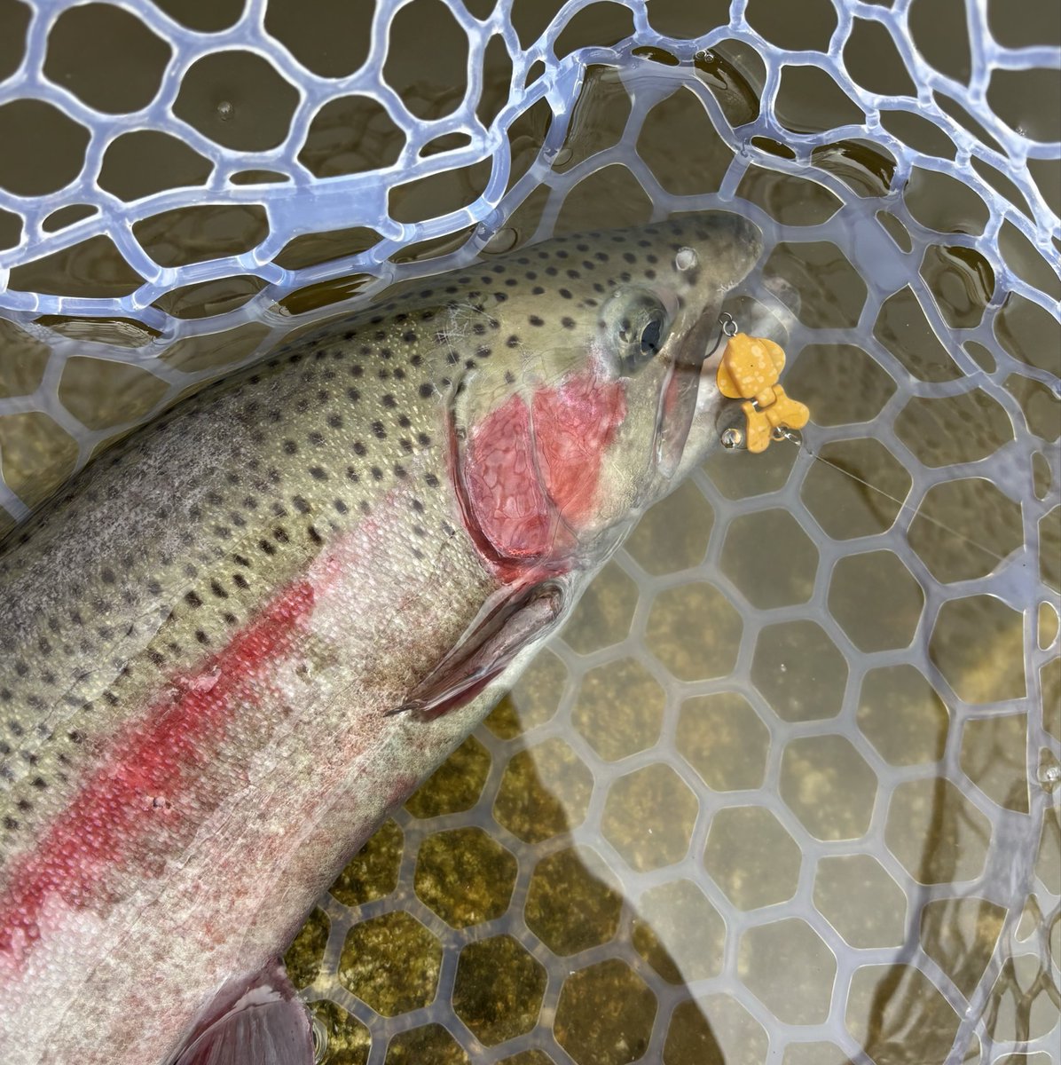 ゆうちょ tweet media