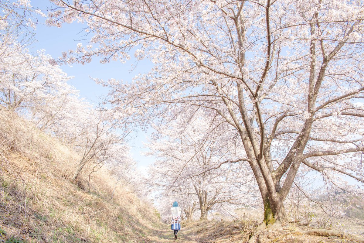 蒼穹のさゆり tweet media