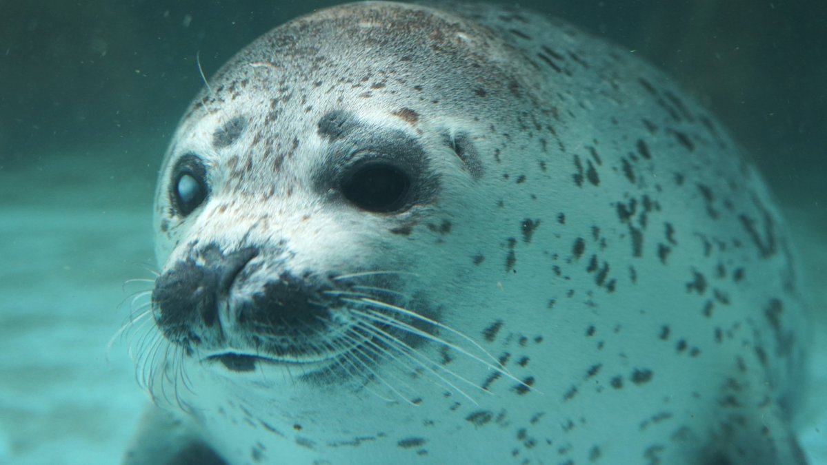 あざさん🦭あざらクリエイター tweet media