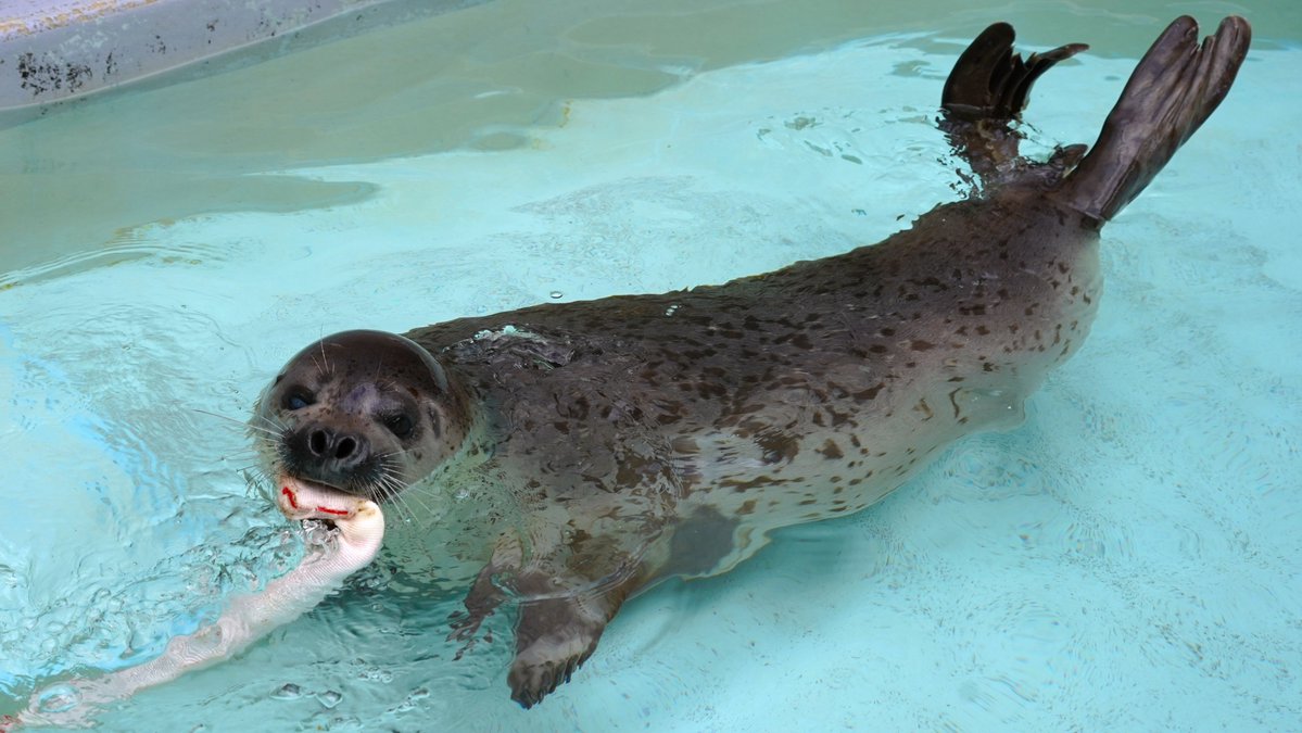 あざさん🦭あざらクリエイター tweet media