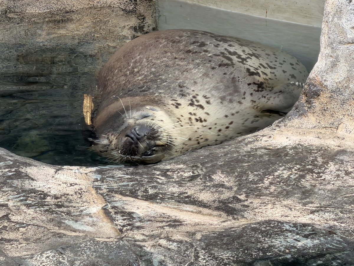 いちい tweet media