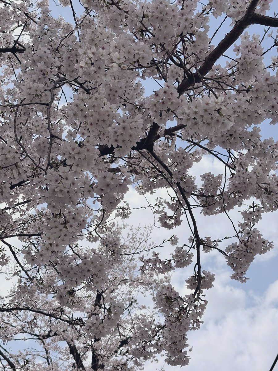 にゃんちぅ tweet media