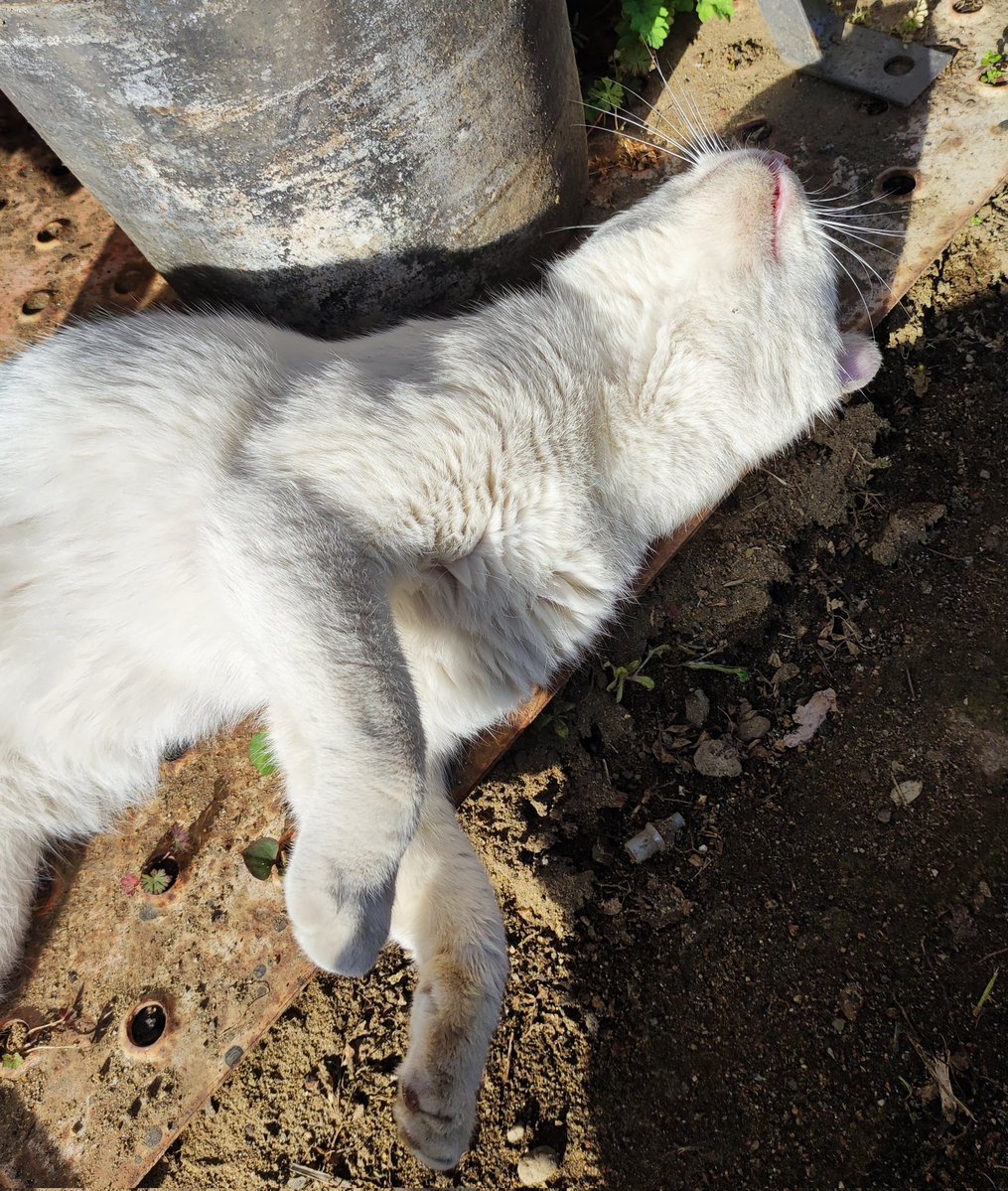 天花🐰 tweet media