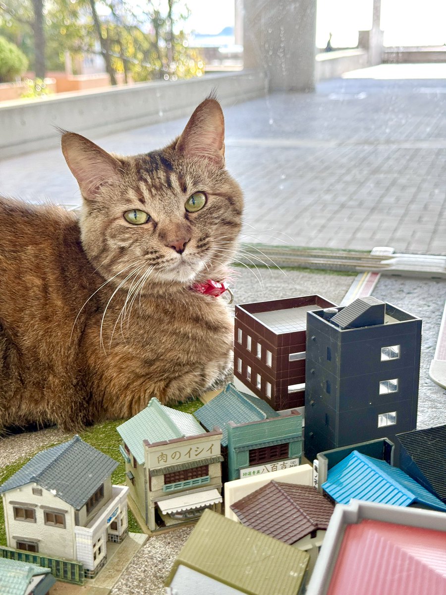 保護猫カフェ 大阪文化館・ジオラマ食堂 Cats Wonderland Osaka-bay tweet media