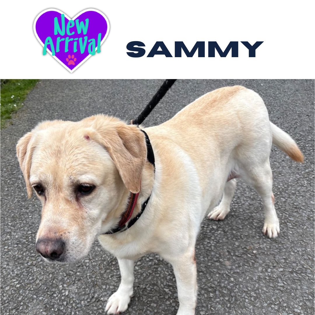 AlmostHome_Dog's tweet image. New arrival #Labrador Sammy almosthome.dog #NorthWales #RescueDog #dogrescue