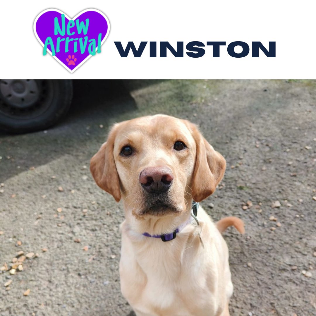 AlmostHome_Dog's tweet image. New arrival #Labrador Winston almosthome.dog #NorthWales #RescueDog #dogrescue
