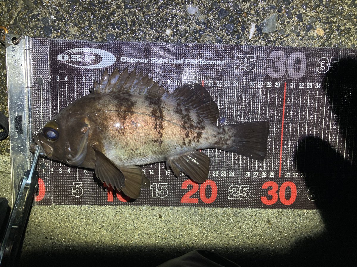 Aqua plus+ tweet media