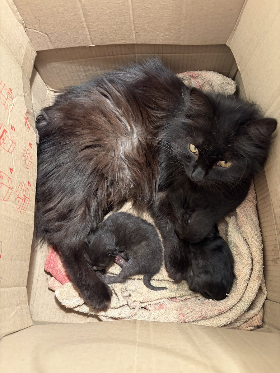 Панчоловік Анатолич Владимир Лапсердак 🇺🇦 tweet media