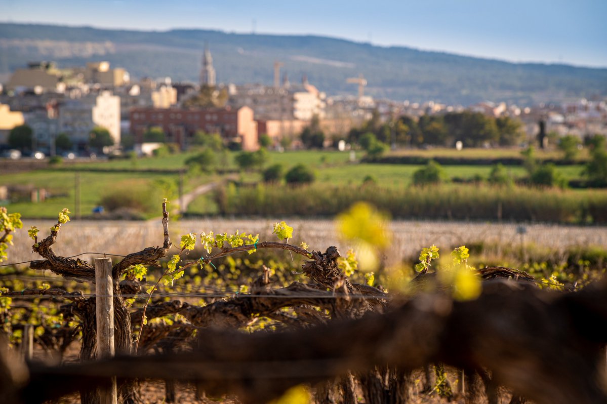 Turisme Vilafranca tweet media