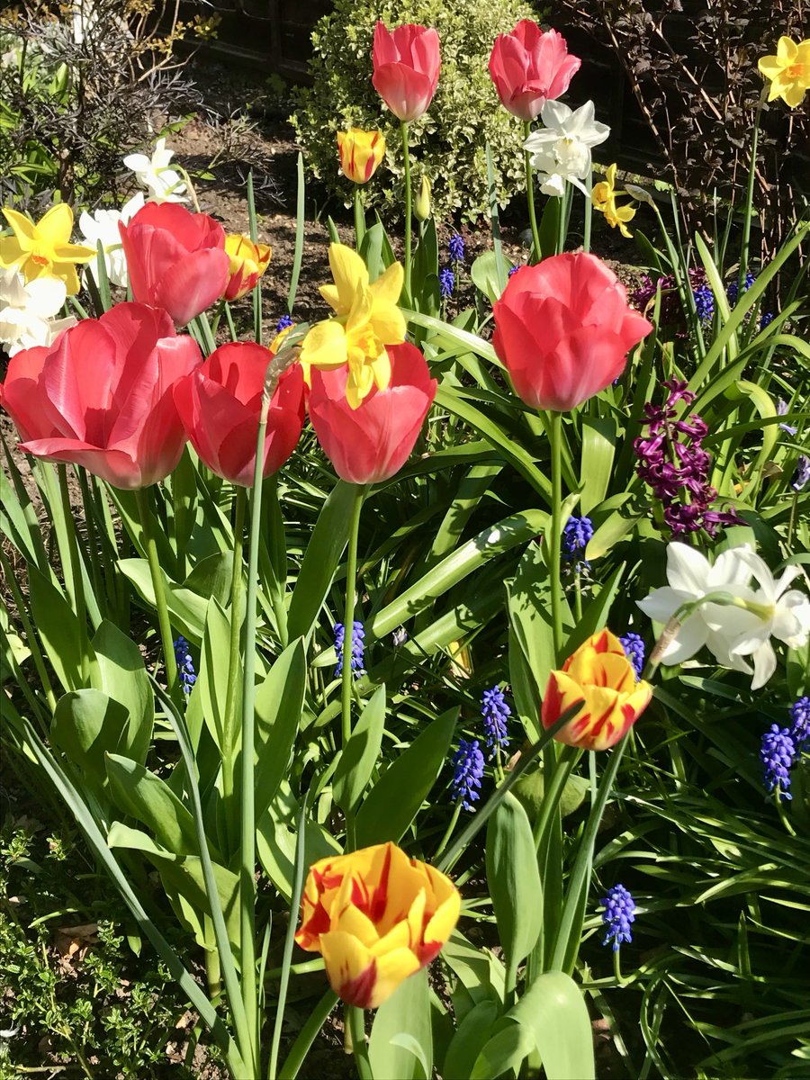 melanie_mjk's tweet image. Tulips, Daffodils, Hyacinths &amp;amp; Muscari, blooming beautiful Spring flowers to wish everyone a Happy Friday! 🌼🌹🪻#FlowersonFriday #Fridaythoughts #Springflowers #Fridayvibes