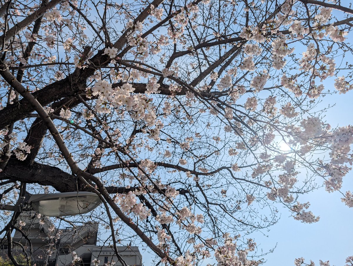 hiace3's tweet photo. 🌸が咲いたなぁ
 #桜 https://t.co/um9sEye5JY