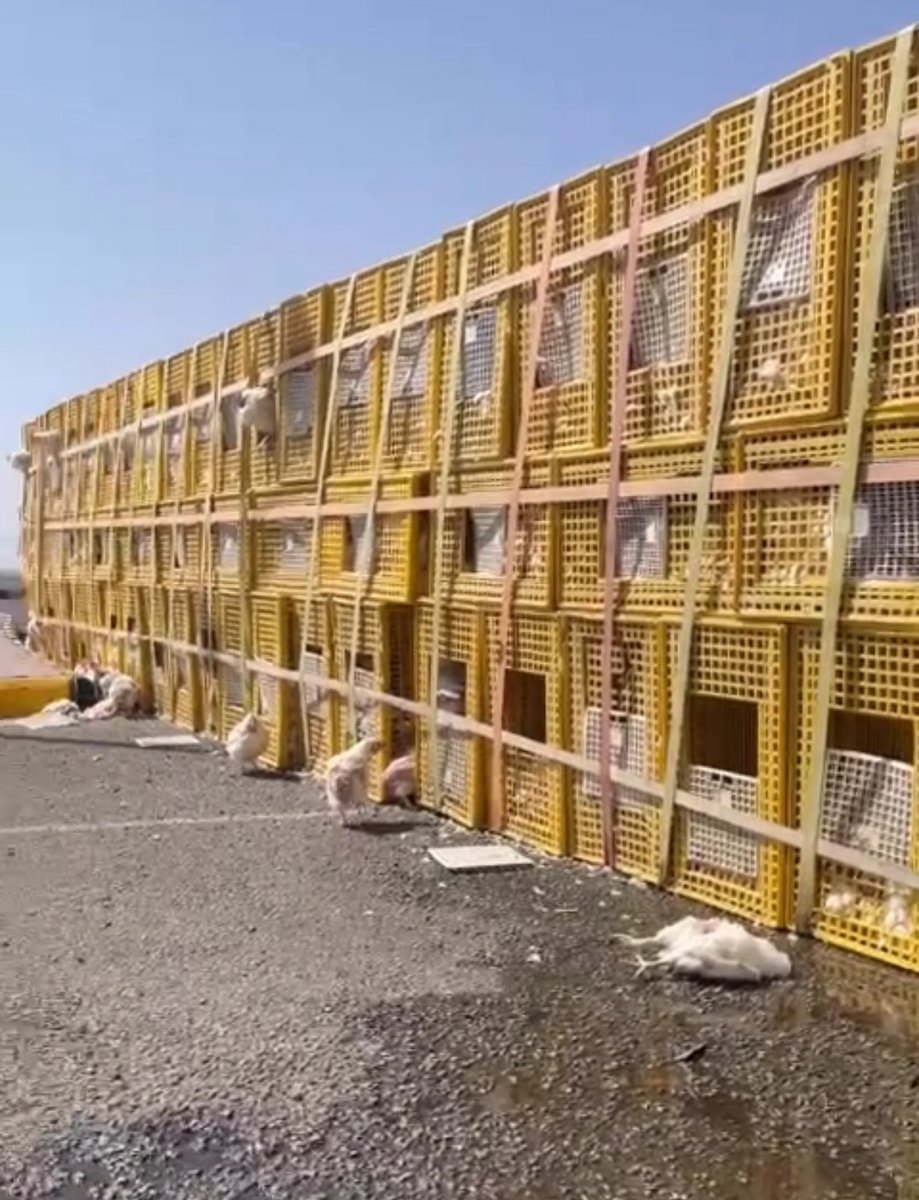 Mate mate mate mate. tweet media