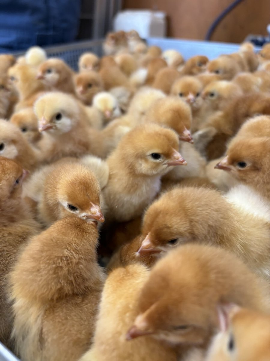 ふぁーむbuffo (ファームブッフォ) @広島で鶏飼ってる人 tweet media