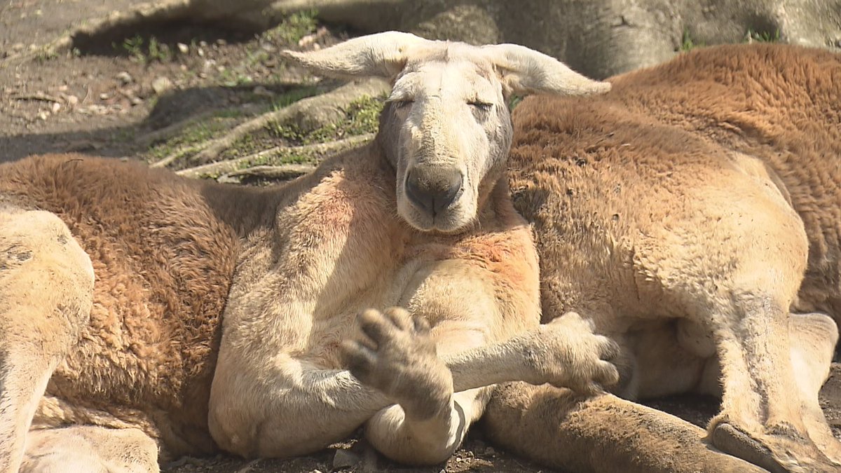 TOS テレビ大分ニュース tweet media