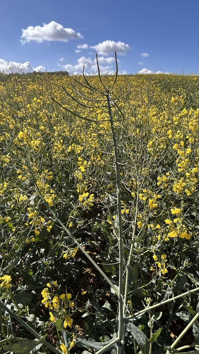 OlivierCOSTE2's tweet photo. @cerefi_grains C’est curieux que @FranceAgriMerFR fait abstraction sur l’état des #colzas.
Dans les variétés entre les plus précoces et celles les plus tardives @terresinovia,nous sommes très loin du compte sur le nombre de siliques au mètre carré.
Il faut souhaiter avoir des très gros PMG. https://t.co/vDePLKjTdD