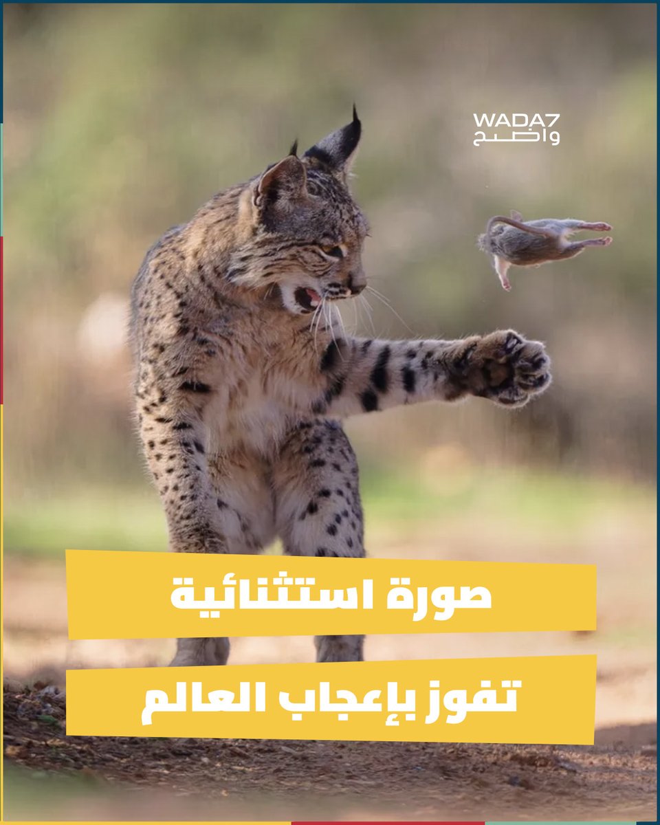 Wada7 ‎واضح tweet media