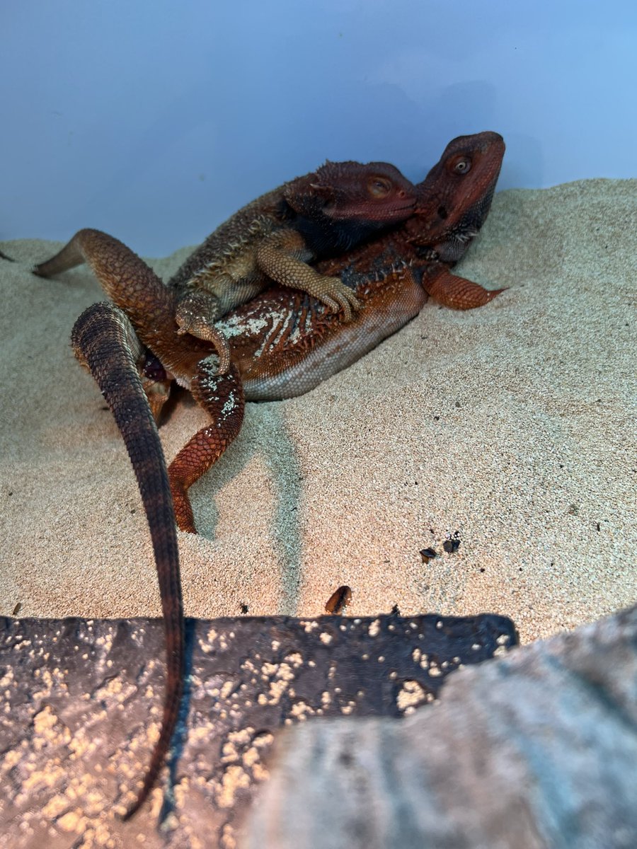 【＋libero. monster box】 〜上昇志向で自由な怪物の箱〜 tweet media