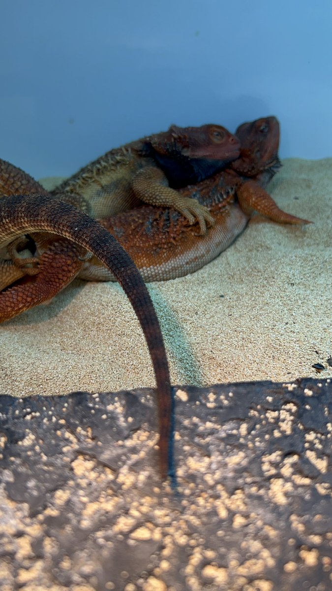 【＋libero. monster box】 〜上昇志向で自由な怪物の箱〜 tweet media