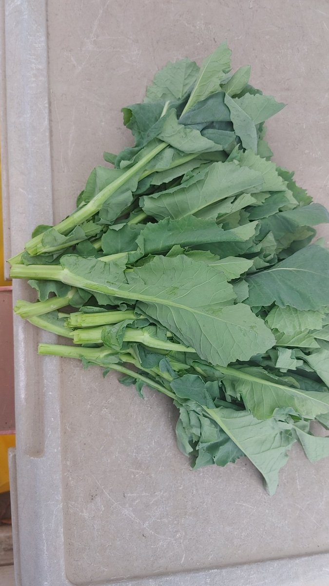 大沢イノウエ与一（プロDD） tweet media