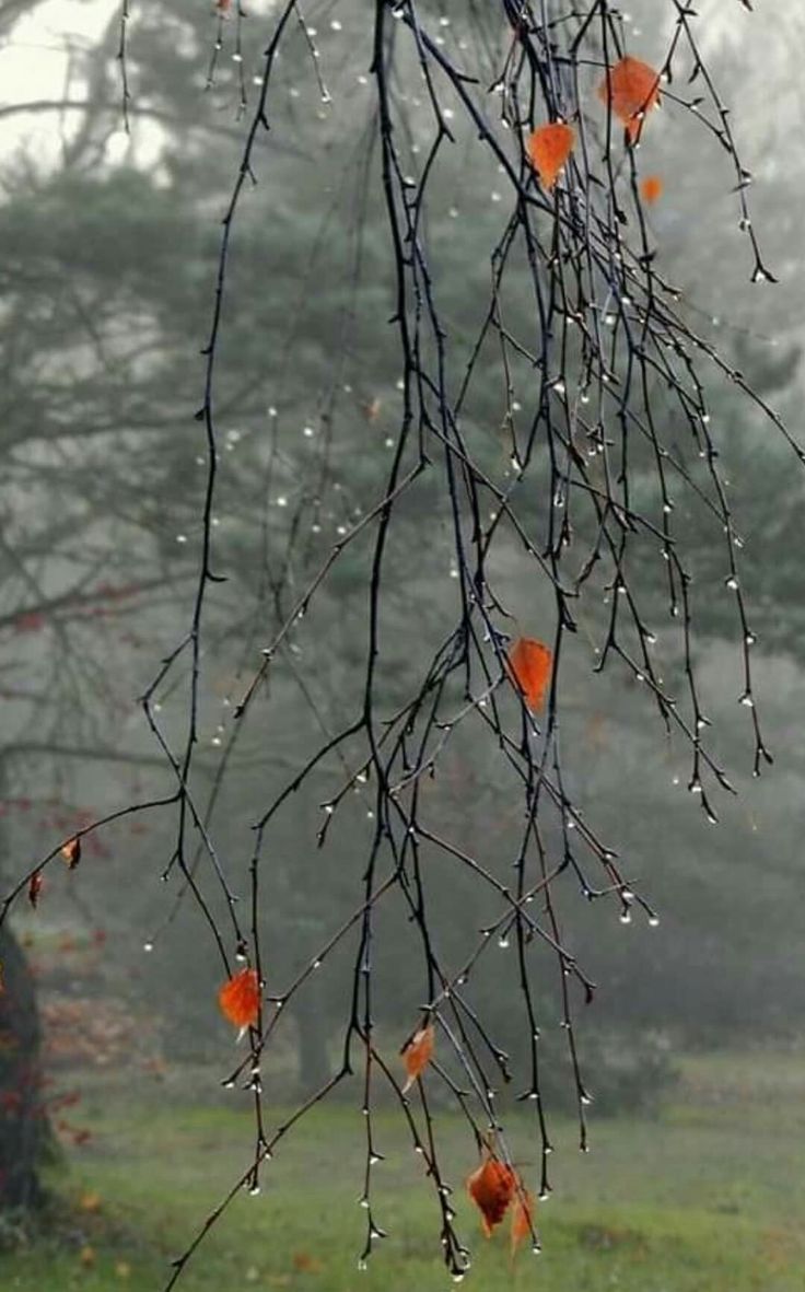 𝓜𝓬𝓲𝓶𝓪 ❤️ 🇹🇷🇦🇿 tweet media