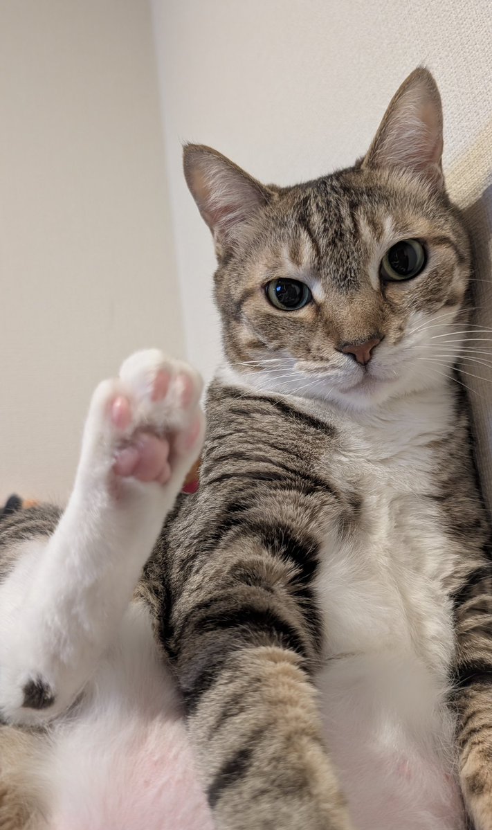 野良さん@握力43t tweet media