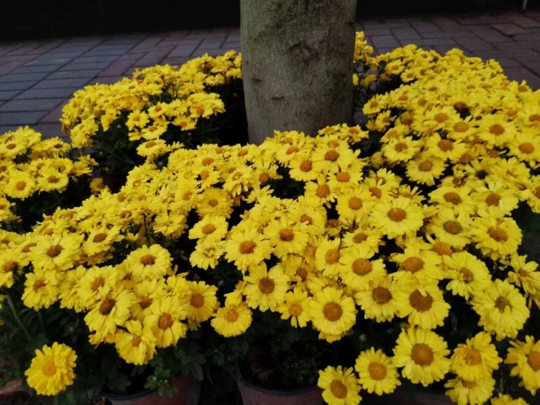 Carbon Dioxide tweet media