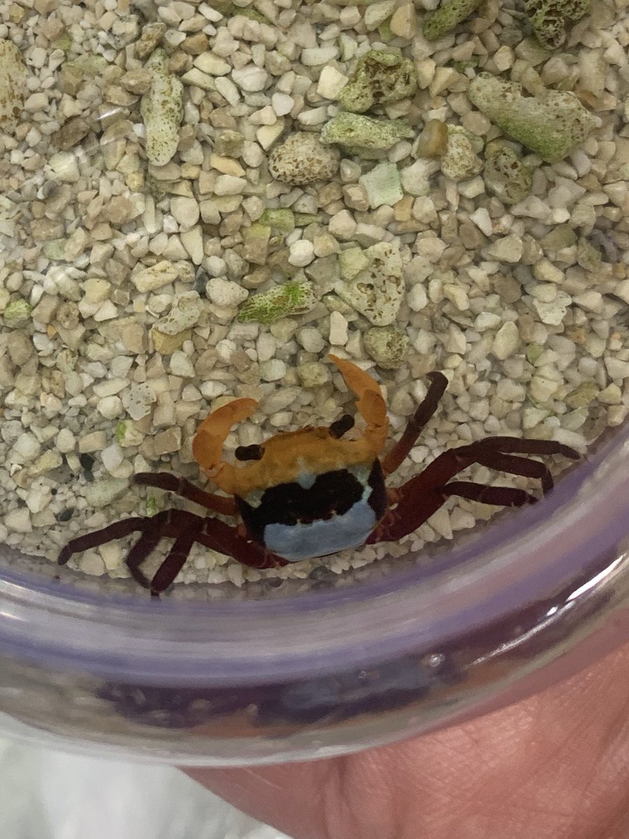 日本カニ協会 3/29アクアリウムバス tweet media