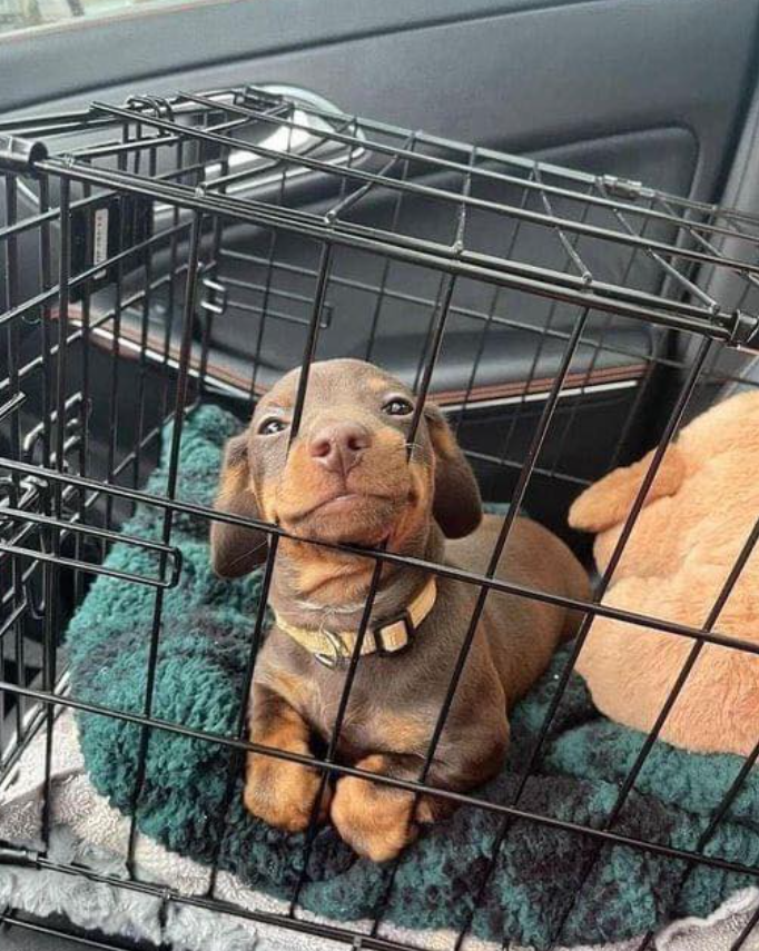 Tweets of Dogs tweet media