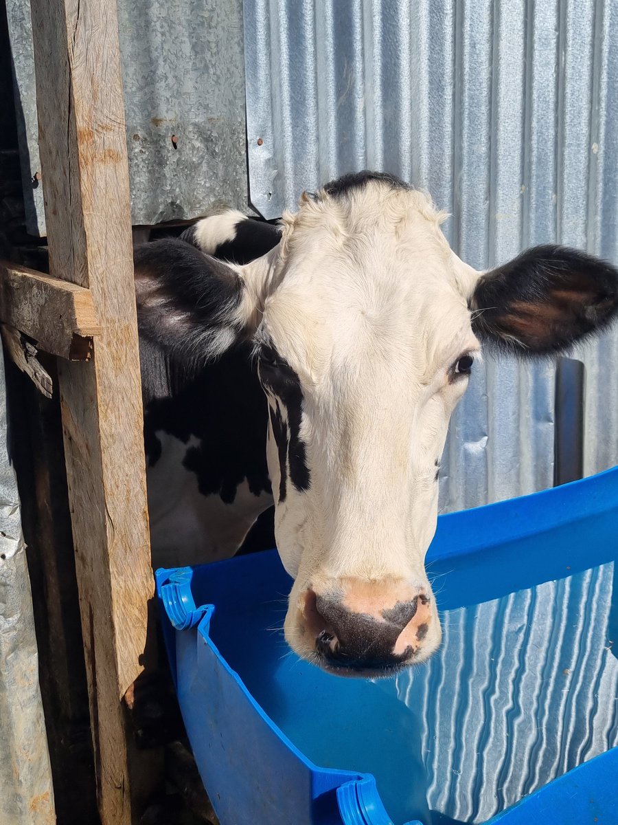 chepkemoi 🦋 tweet media