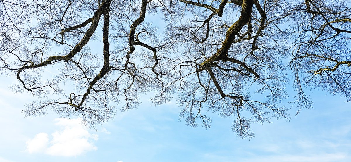 Joerg_Niederer's tweet image. Die Linde von Moosleerau bringt mich zum Nachdenken über mich selbst, über den Himmel und darüber, ob die Linde selbst auch nachdenkt über mich und die Welt.
nichtnurnatur.blogspot.com/2026/03/linden…
#NichtNurNatur #NNN #Methodisten #Linde #Moosleerau #Denken #Gehirn #Baum #Zweig #Ast #Himmel