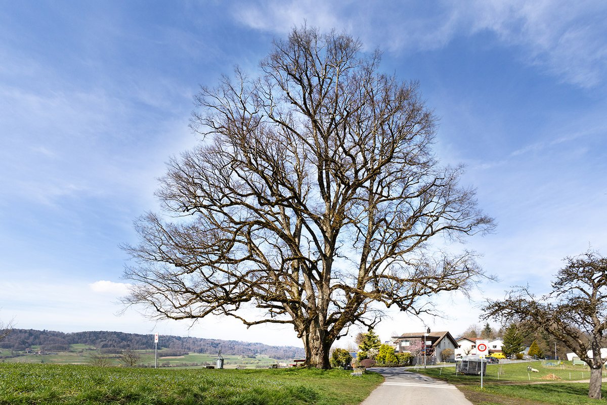 Joerg_Niederer's tweet image. Die Linde von Moosleerau bringt mich zum Nachdenken über mich selbst, über den Himmel und darüber, ob die Linde selbst auch nachdenkt über mich und die Welt.
nichtnurnatur.blogspot.com/2026/03/linden…
#NichtNurNatur #NNN #Methodisten #Linde #Moosleerau #Denken #Gehirn #Baum #Zweig #Ast #Himmel