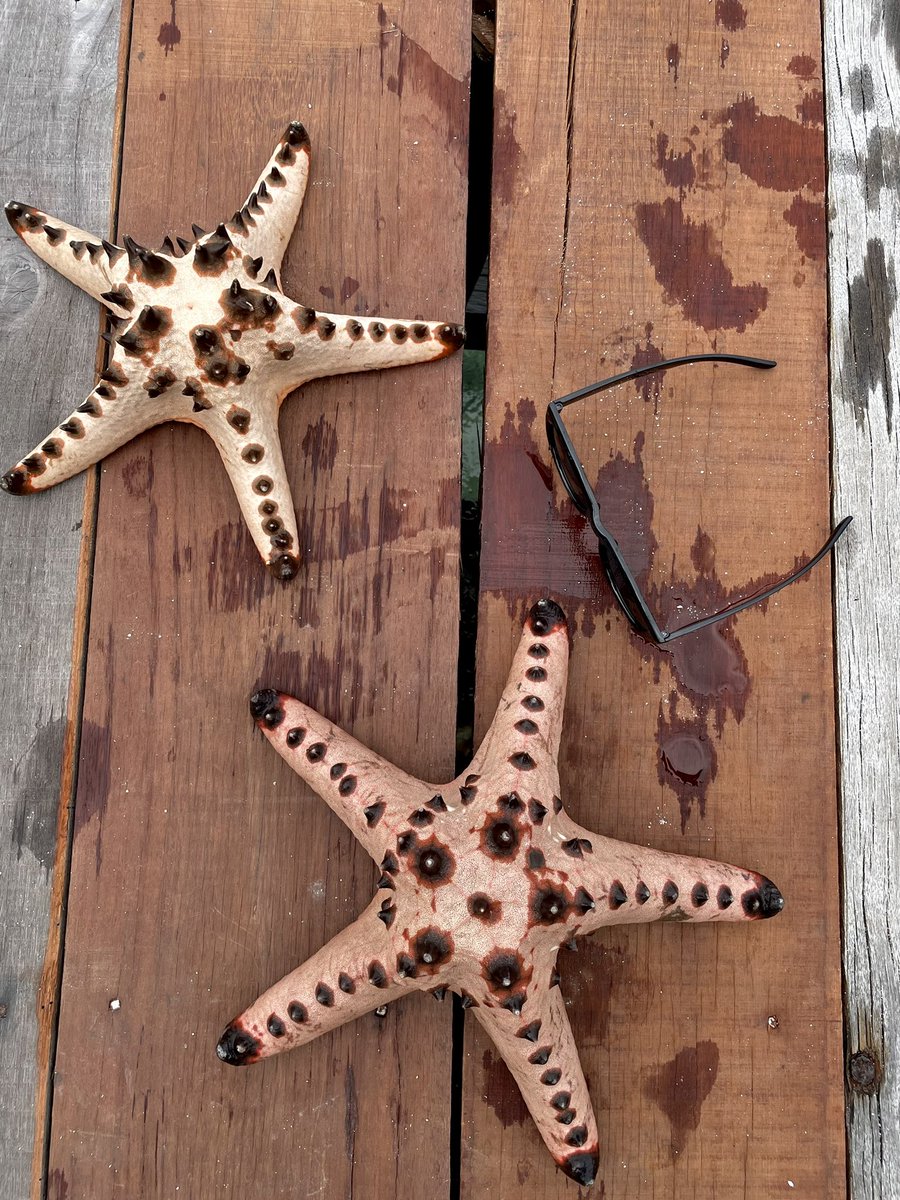 🐻🐻 tweet media