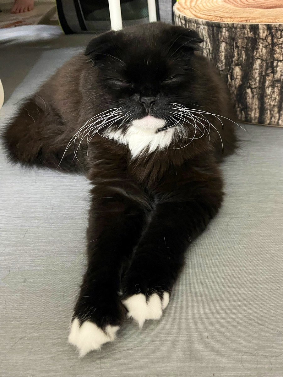 ウナギネコのうなぎ tweet media