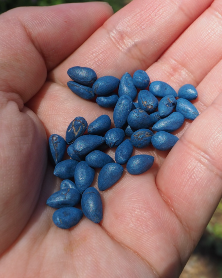 "電気の繊維" ピエクレックス【公式】 tweet media