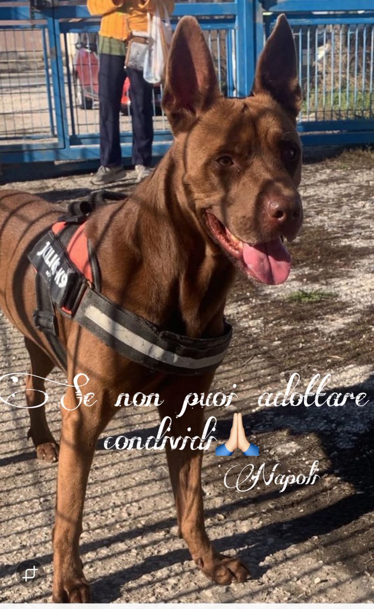 Fiorella Arcodia 🌿𝐠𝐨𝐯𝐞𝐠𝐚𝐧 🐑💚💙☮️ tweet media