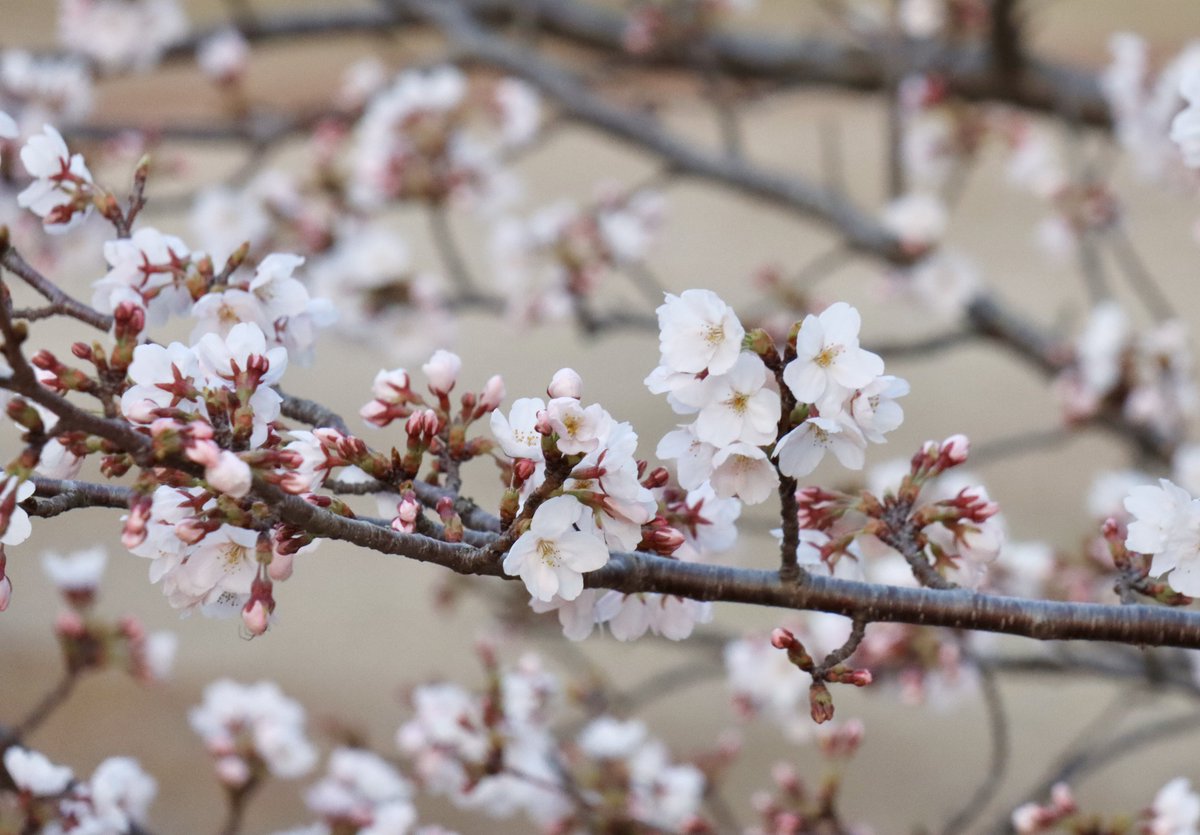 woodpony花花 tweet media