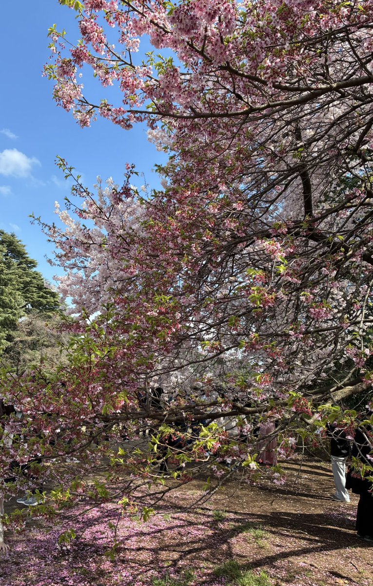 片瀬萌南 tweet media