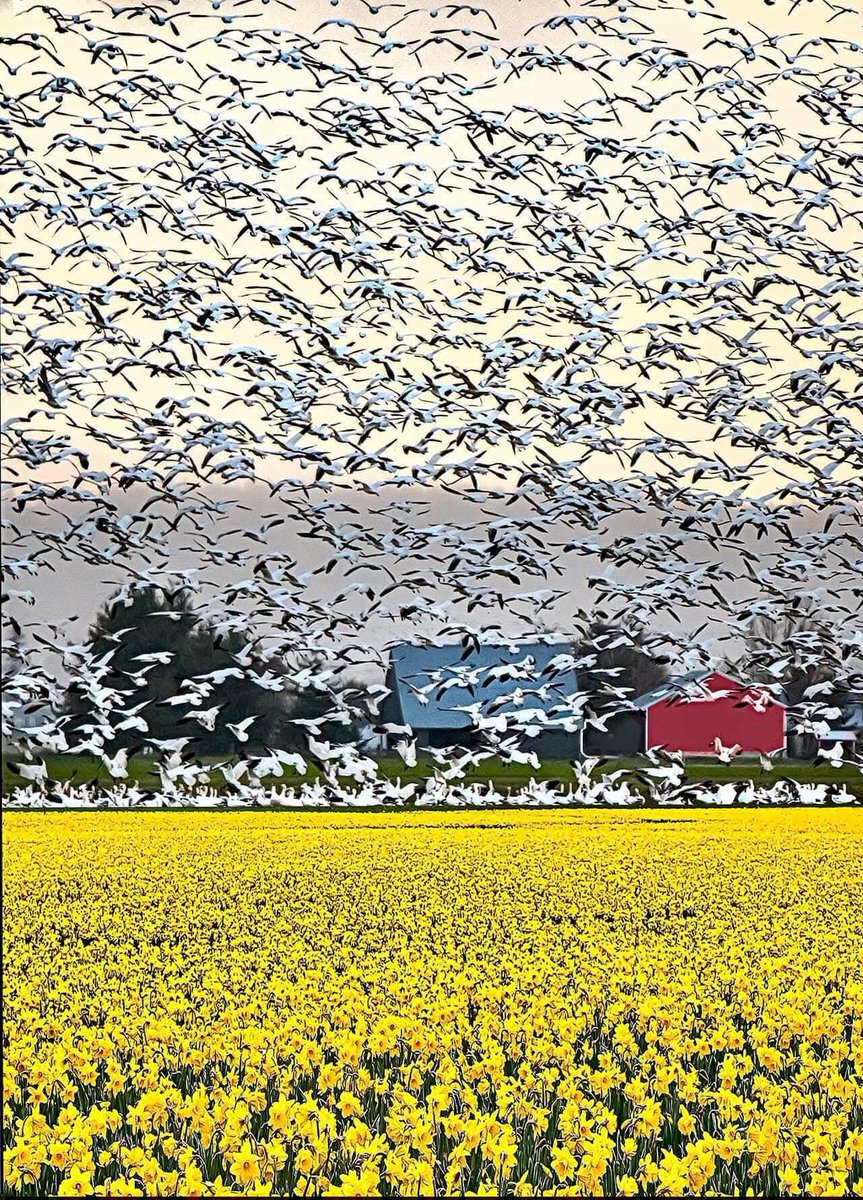 Mordecai tweet media