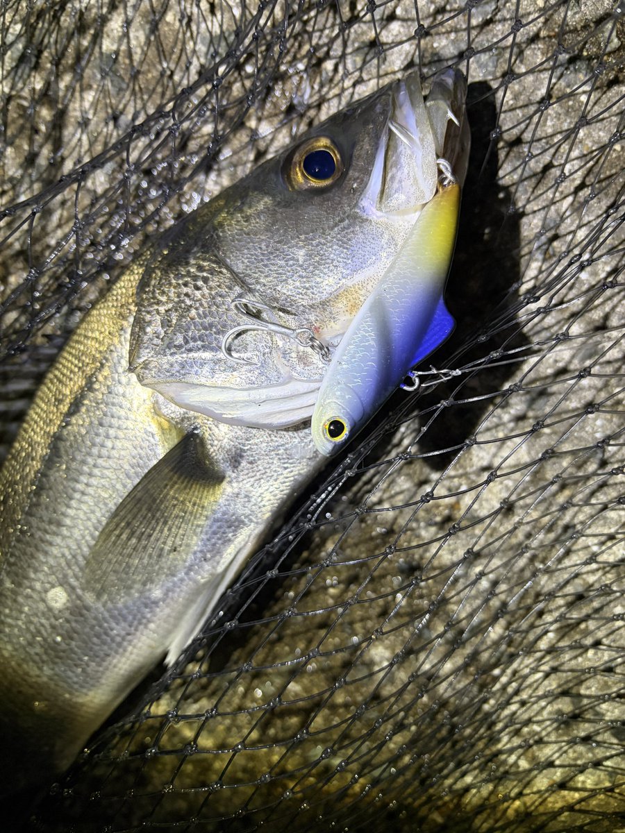 4bsYuuki1091's tweet image. 春らしくなってきてボイルが散髪的に出るように🌸

なかなか食わないボイルでしたが、スタッガリングスイマー100sで暗部を流しているとヒット！

サルベージソリッド70sでレンジを入れてシンペンのようにゆっくり流してヒット！

#PR
#シマノ
#播州鱸探索隊