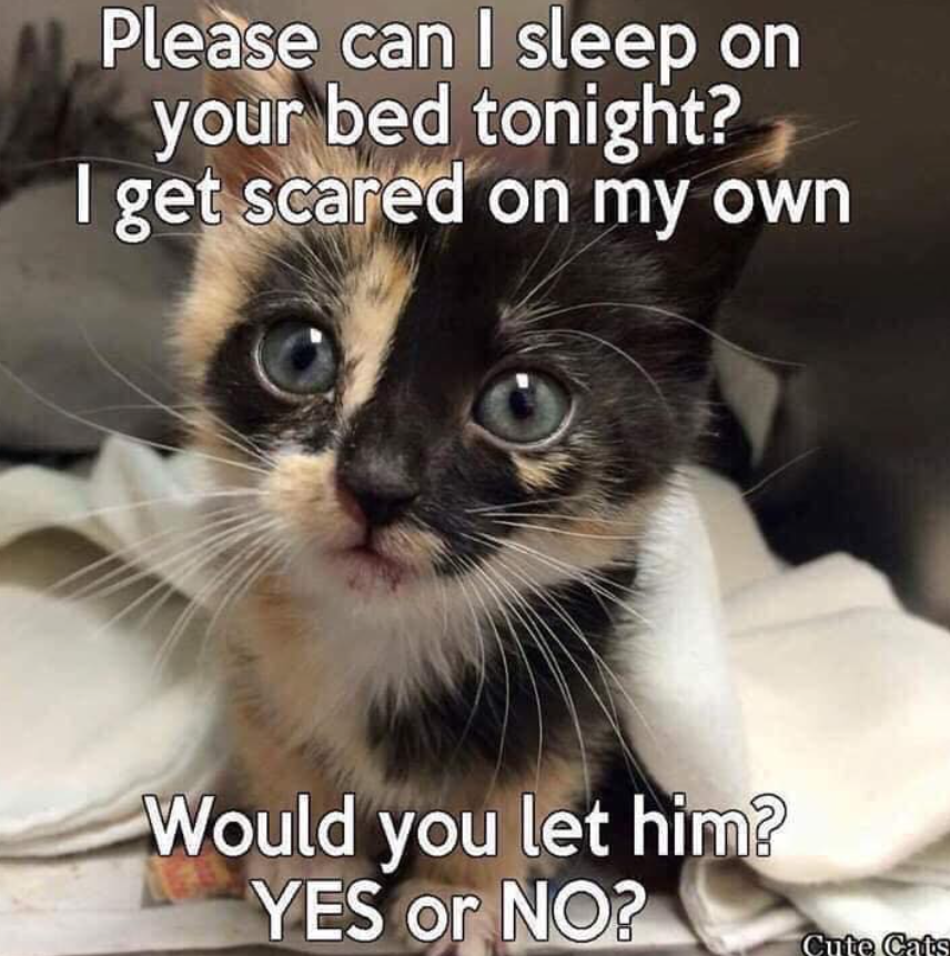 Best in Dogs tweet media