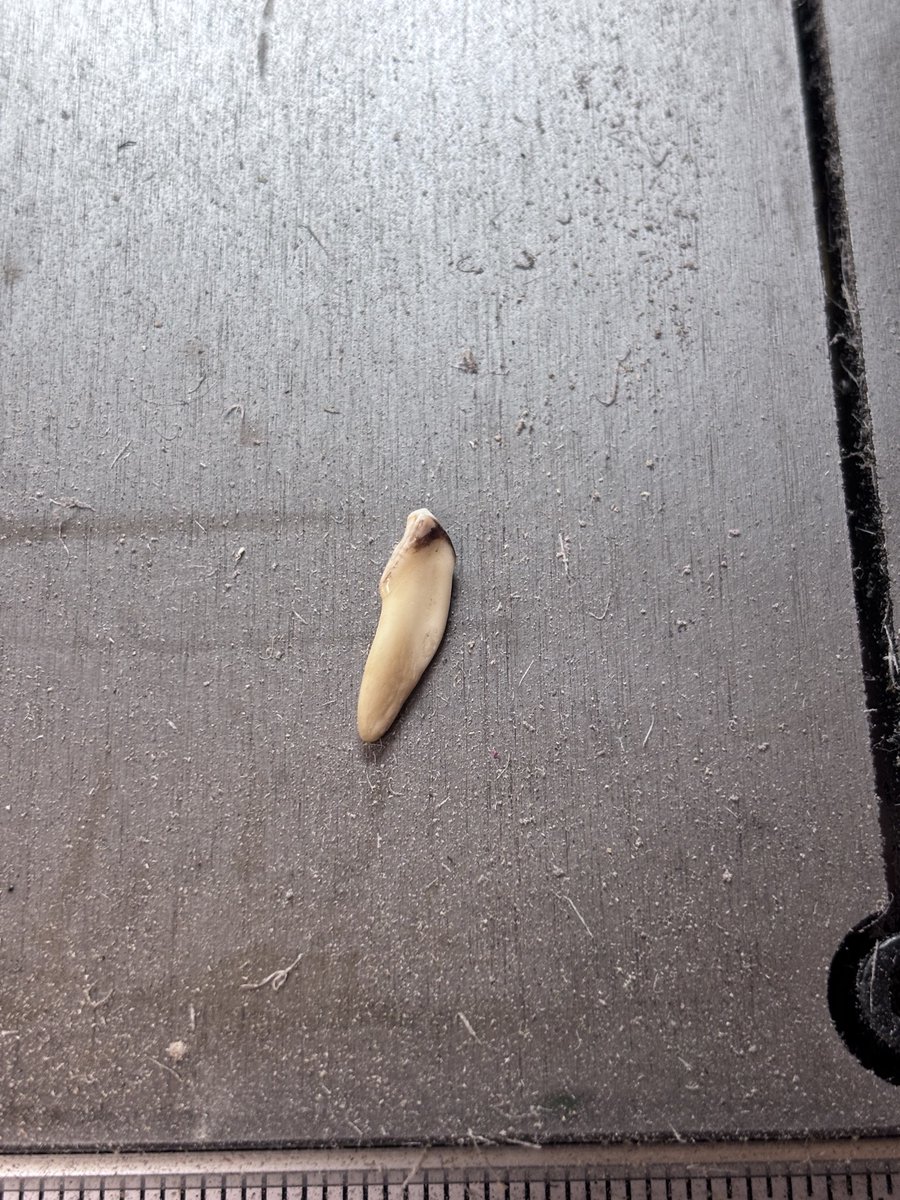 獣骨と俺 BONE&WOOD RESIN / tweet media