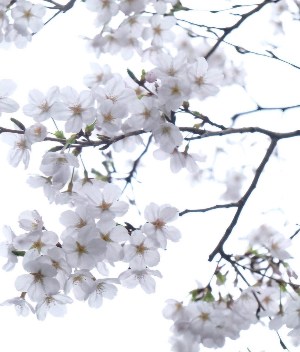 🌻楓🌻ପ૮๑ᵔ ᵕ ᵔ๑ აゆっくり💕よろしくお願いします tweet media