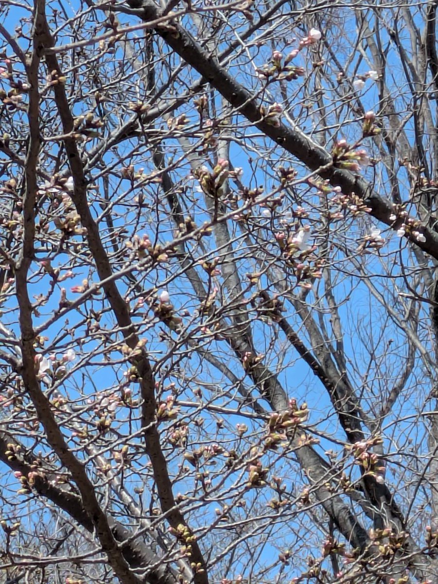 アミティエ ちゃこ tweet media