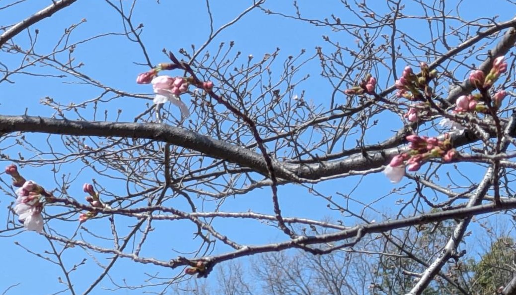 アミティエ ちゃこ tweet media