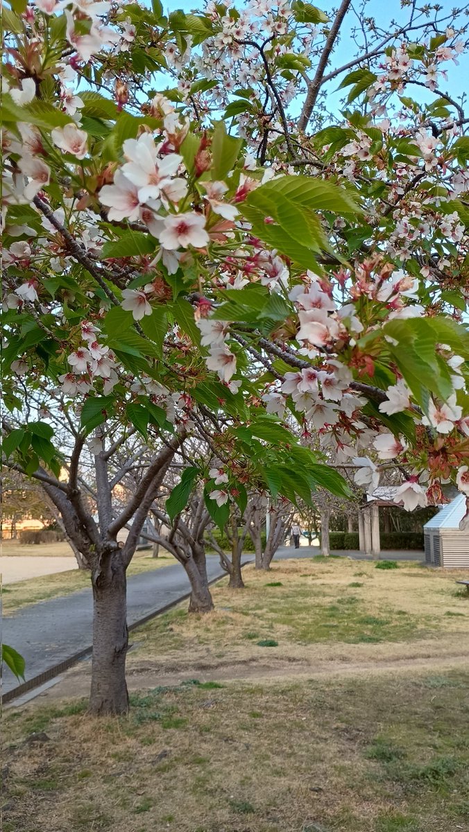 アミティエ ちゃこ tweet media